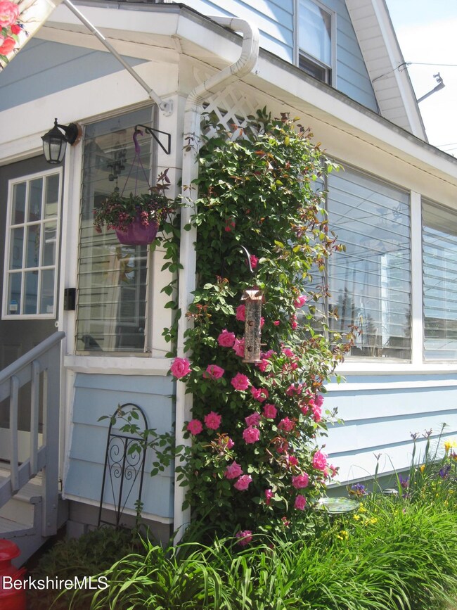 garden roses