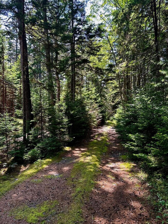 Walking trail to water access