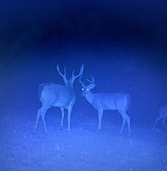 9030 Hillandale Dr, Auburn, AL 36830 - photo 5