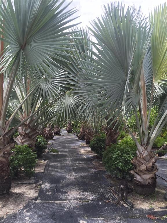 Palms