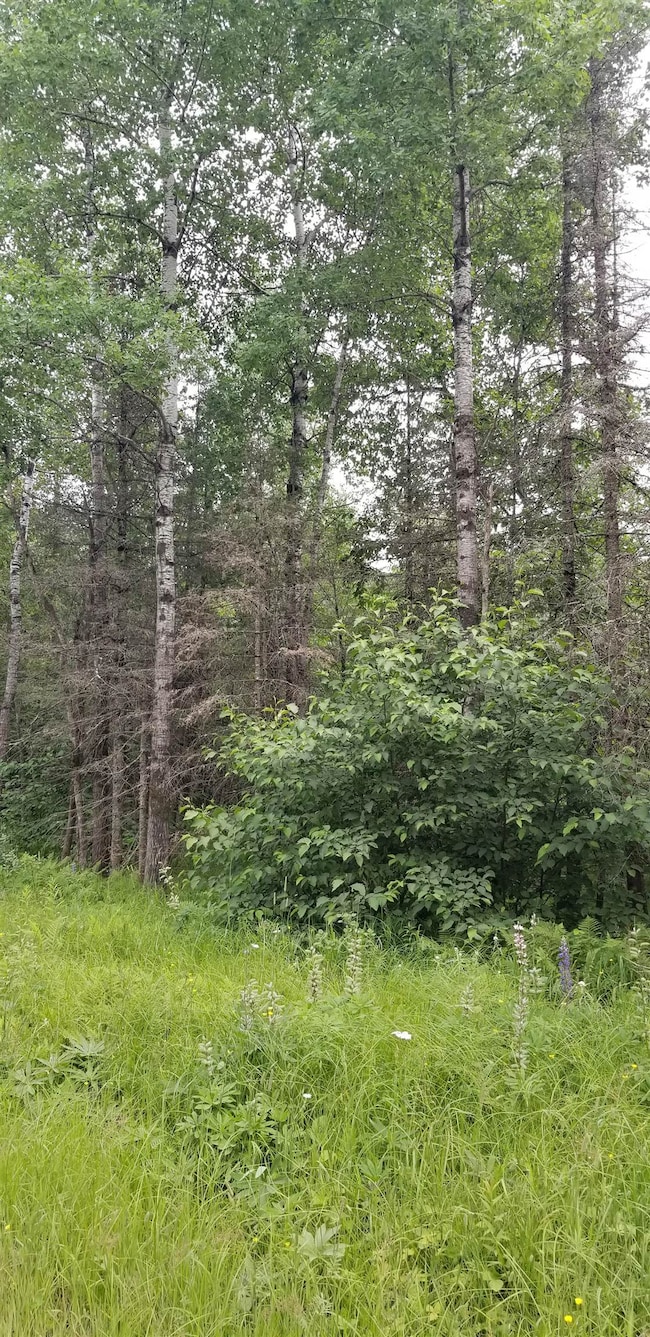 View of local wilderness