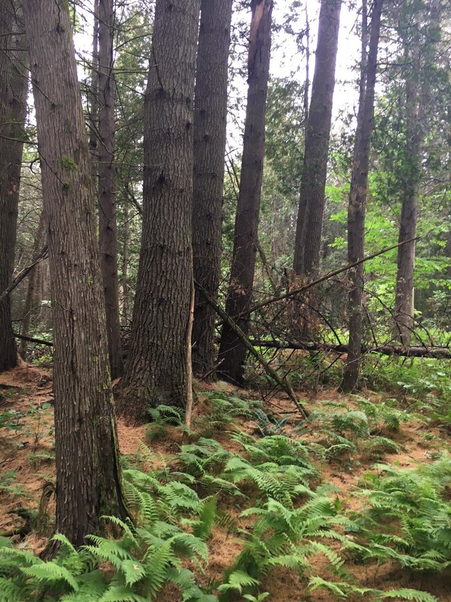 1750 E Hill Rd, Plainfield, VT 05667 - photo 3