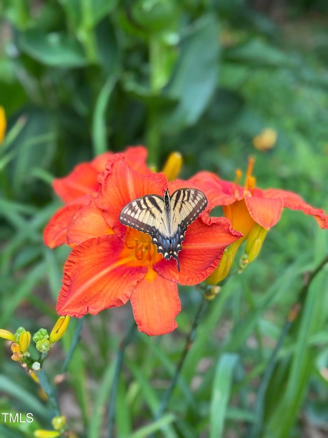 Butterfly Highway