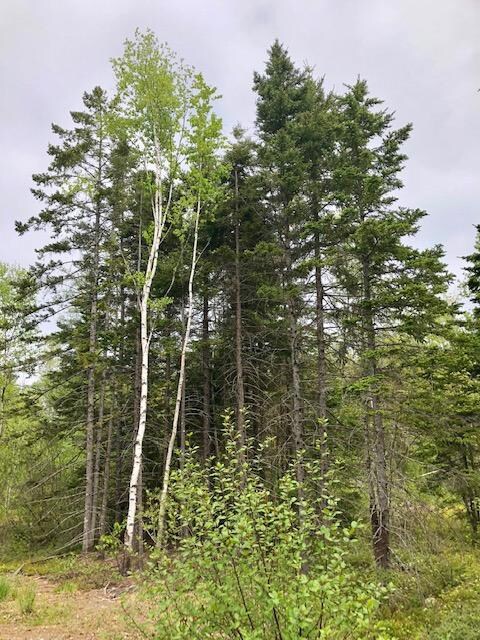 0 Route 189 unit 1441175, Whiting, ME 04652 - photo 4