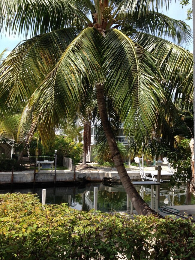 Backyard palm