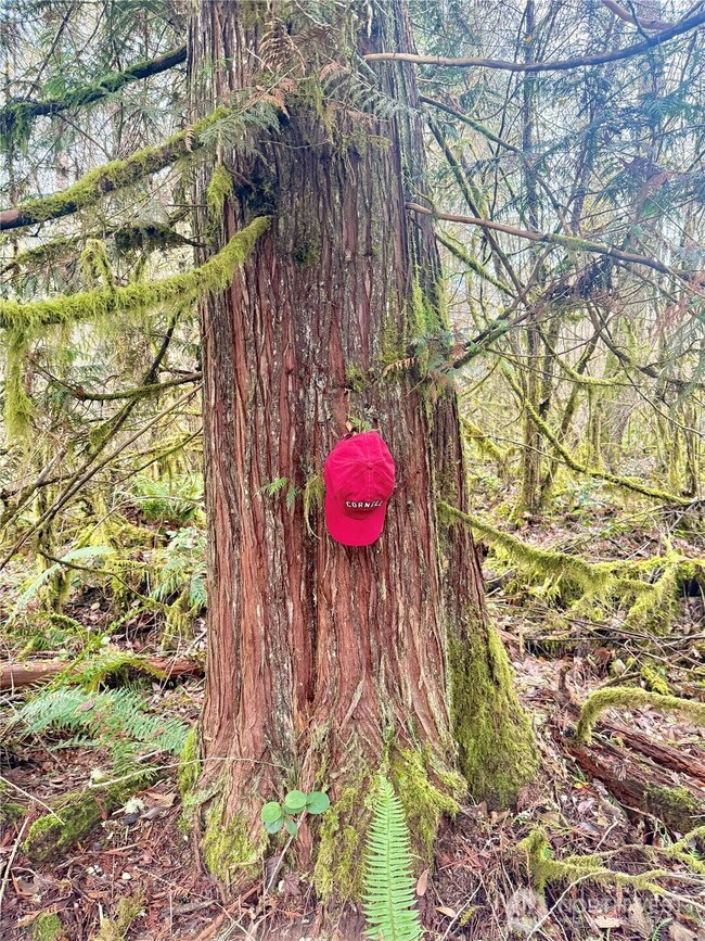 298 Boone Rd, Toledo, WA 98591 - photo 5