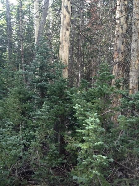 492 E Trail Rd unit Cedar Breaks Mtn Est, Brian Head, UT 84719 - photo 7