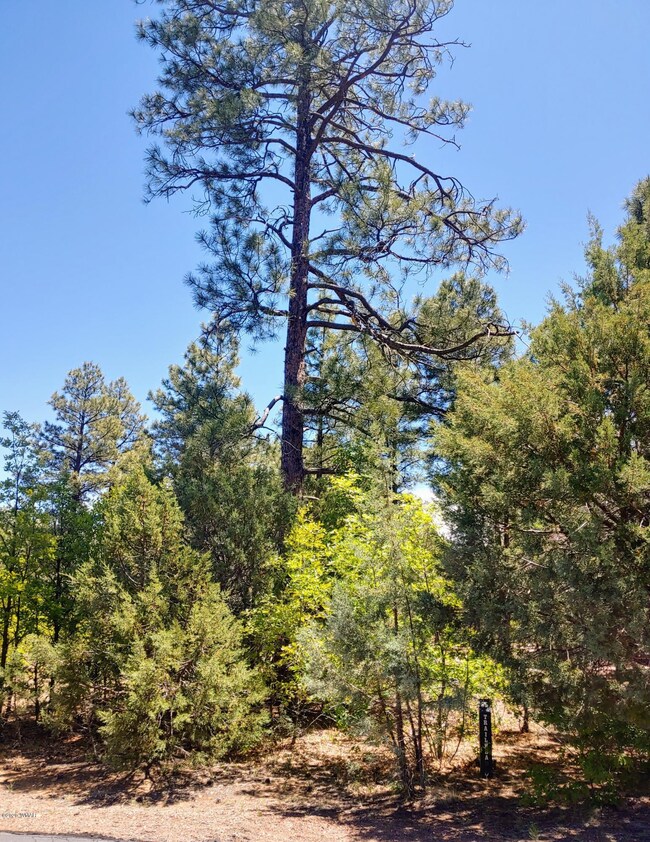 Tall Pines