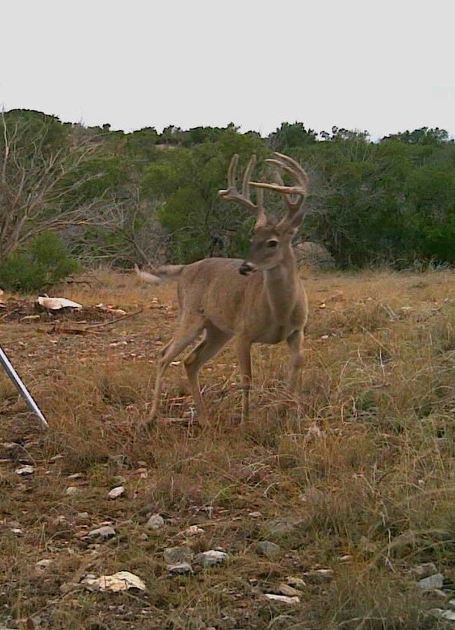 780 Sd 42000, Rocksprings, TX 78880 - photo 3