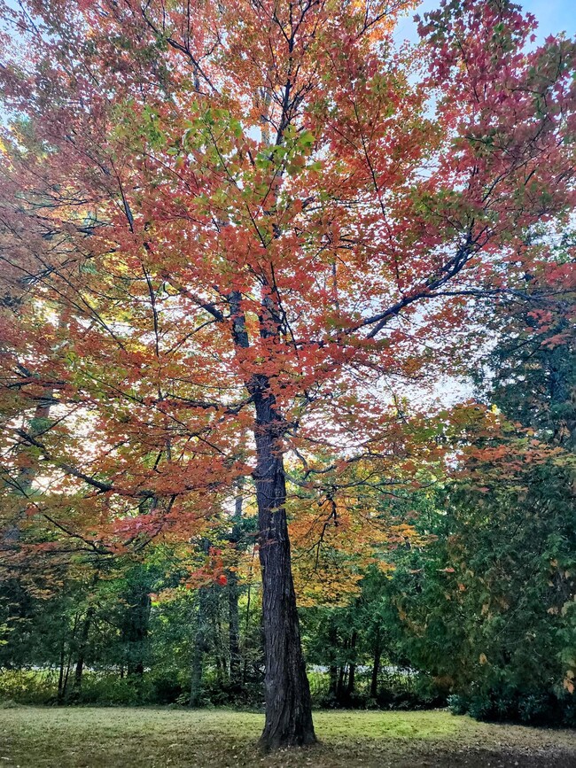 Beautiful Tree In Yard