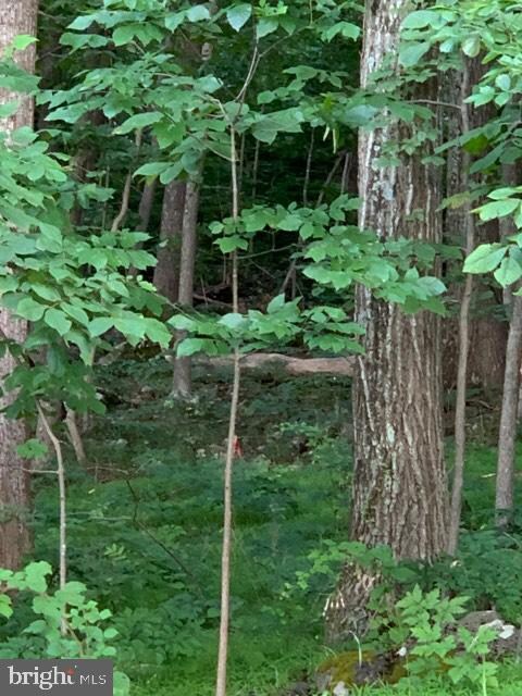 0 Wilderness Rd unit VAWR137604, Linden, VA 22642 - photo 2