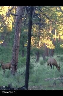 Elk1