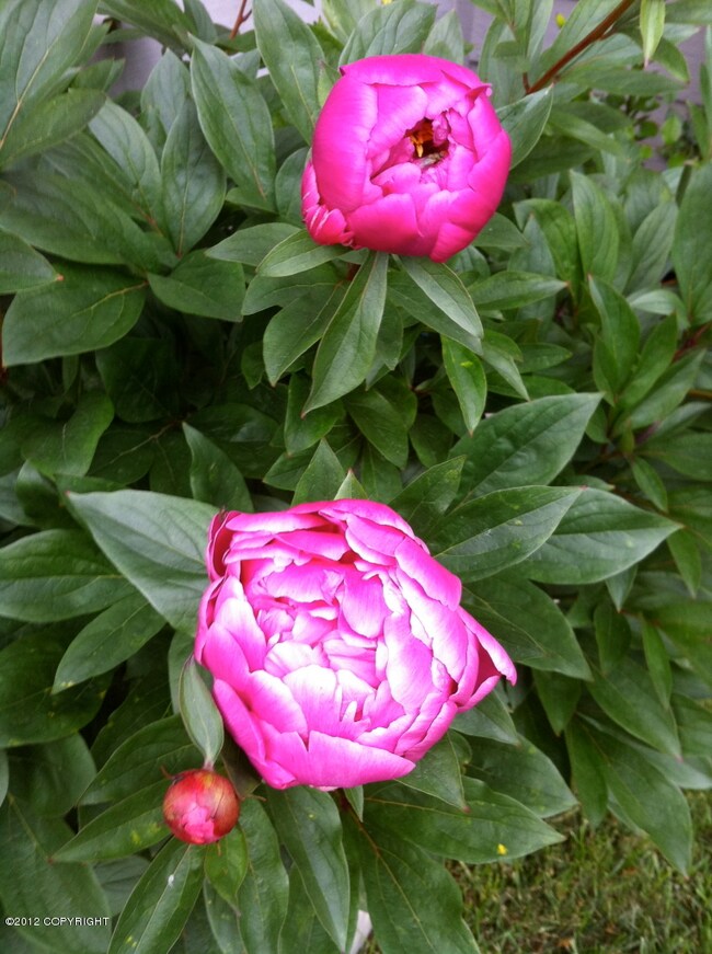 Summer flowers