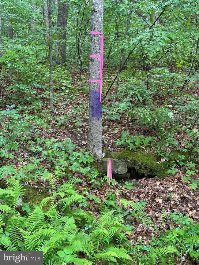 TBD Forest Dr, District 1, VA 22844 - photo 6