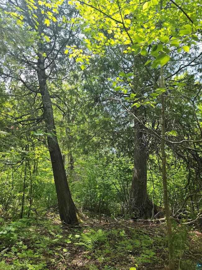 View of tree filled area