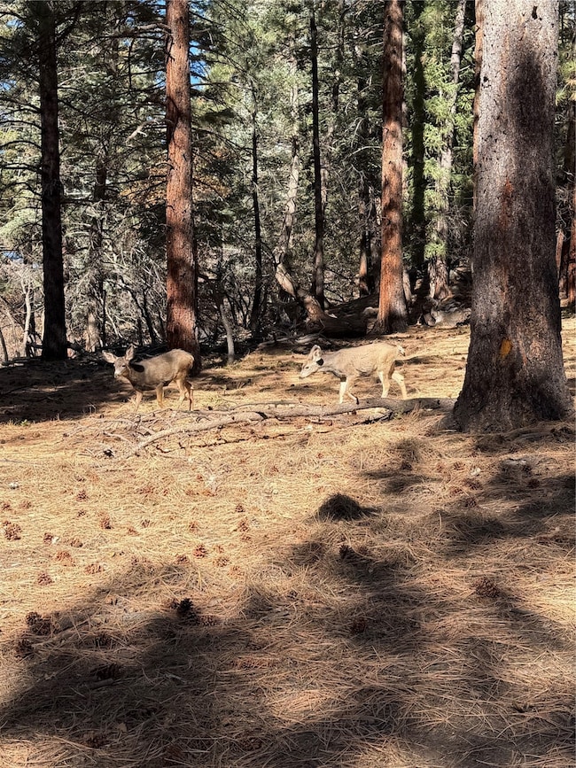 TBD Brazos Lodge Spruce, Chama, NM 87520 - photo 4