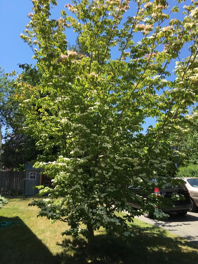 pheasanttree