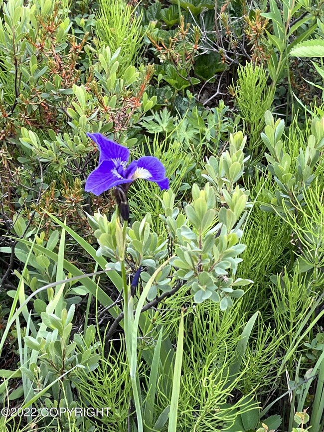 Tr6 Tomski, Anchor Point, AK 99556 - photo 7