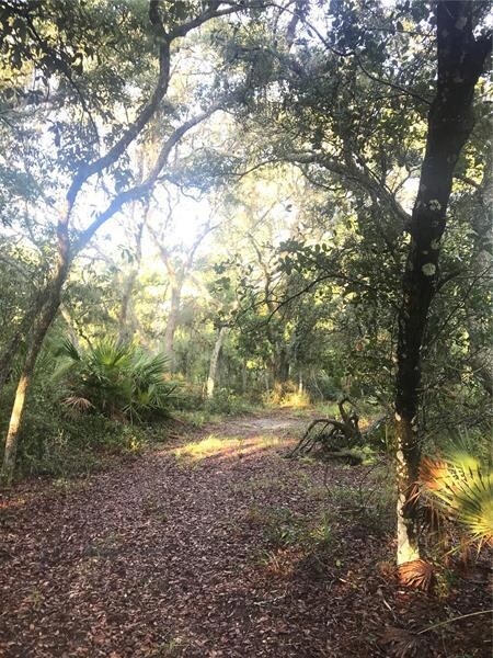 Wooded Area South Pasture