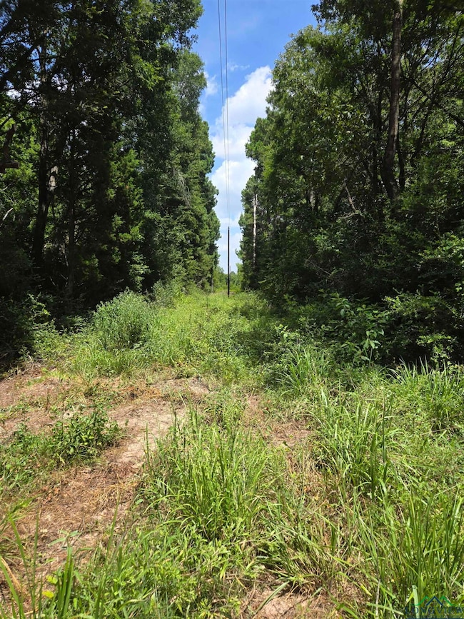 View of local wilderness