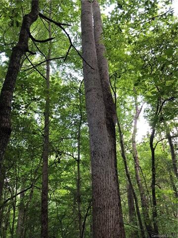 Huge hard wood trees throughout