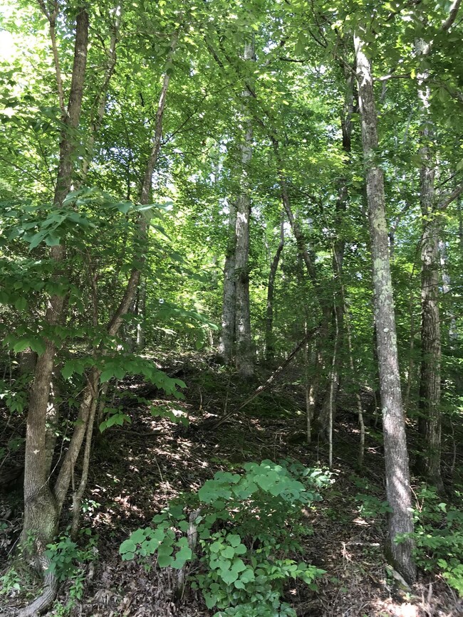 0 Old Hwy 20 unit 2075752, Lobelville, TN 37097 - photo 3