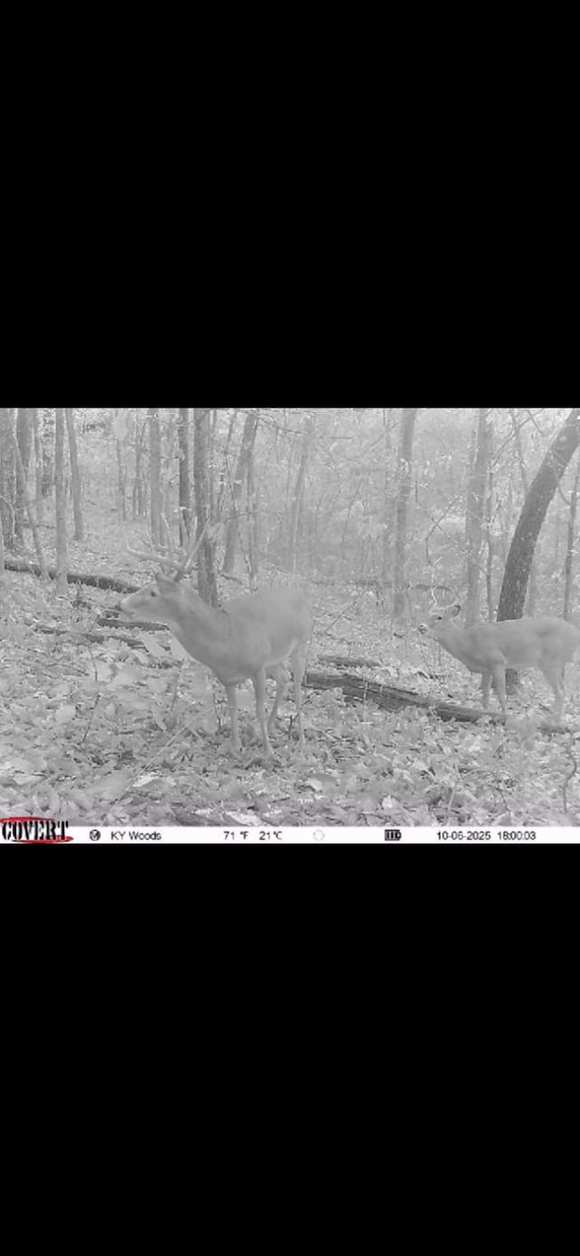 0 Todd Deer Lick Rd, Sharon Grove, KY 42256 - photo 7