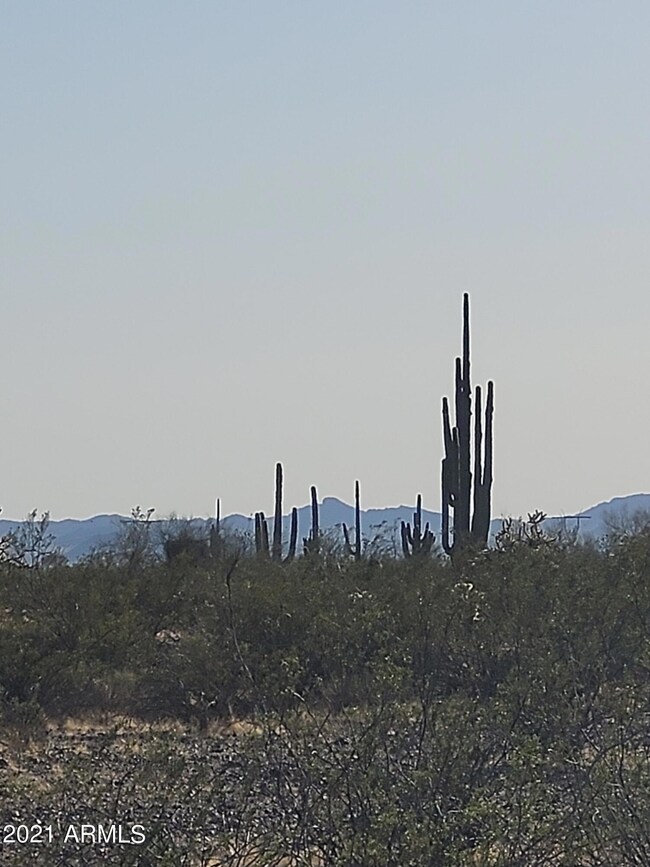 Mature Saguaros on Parcel