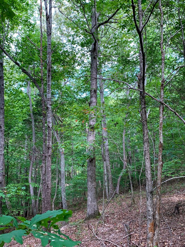 0 Hurricane Creek Rd unit RTC2567453, Linden, TN 37096 - photo 5