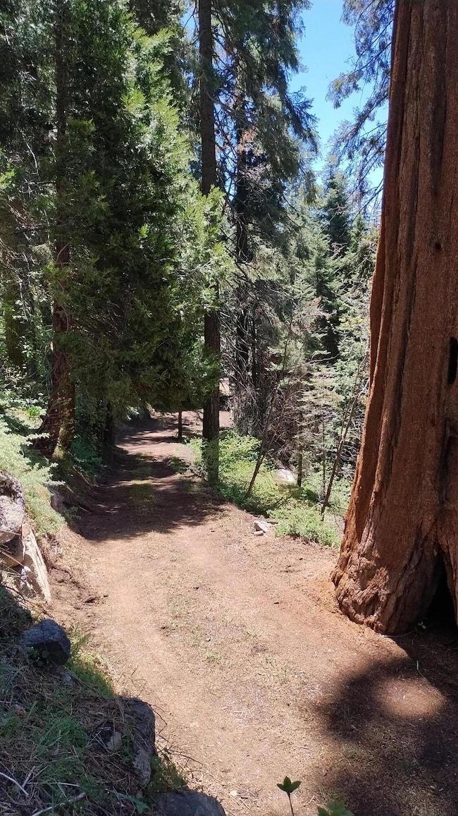 57-Driveway goes past Naruto tree