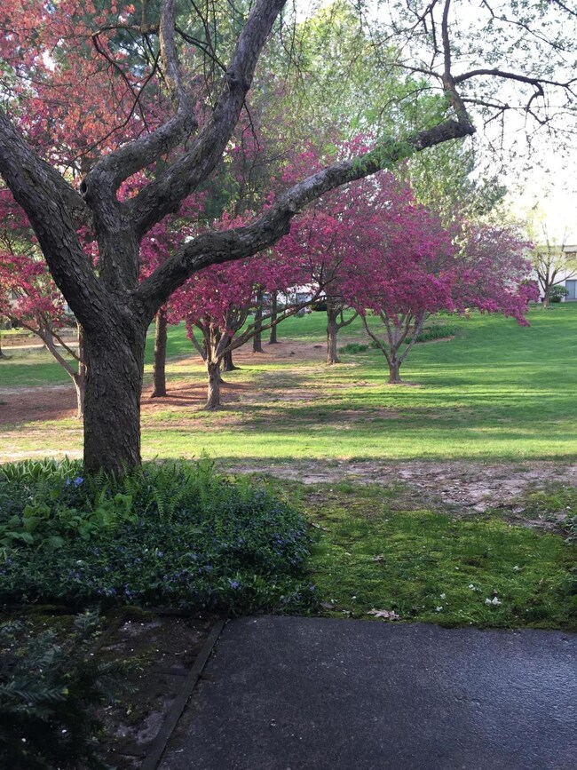 Patio view