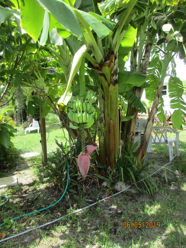 Fresh bananas in YOUR yard