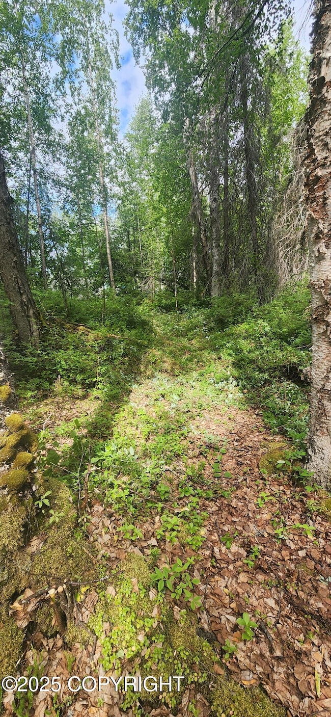trail from cabin looking toward street