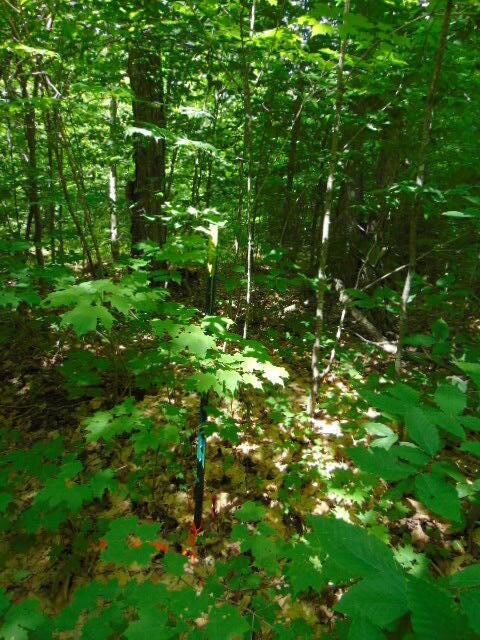Survey Stake west side