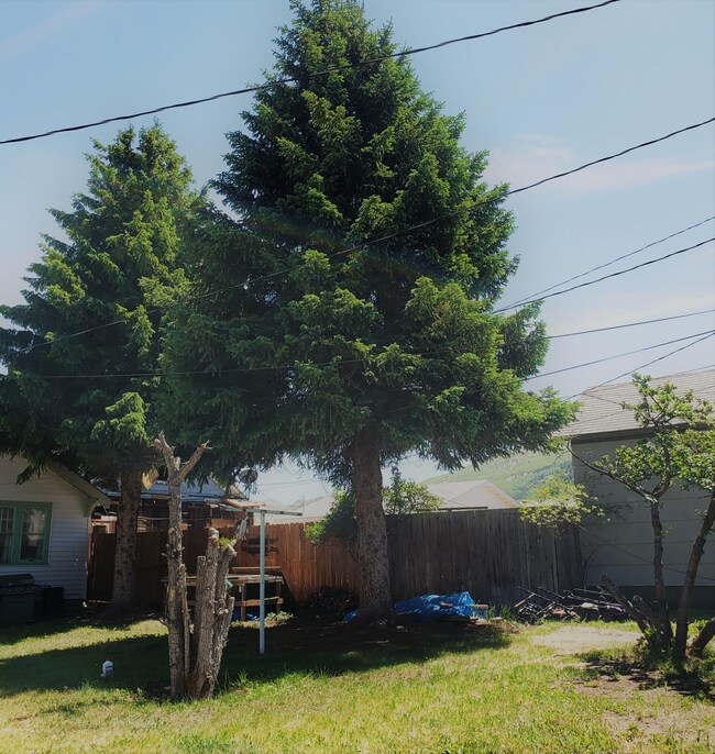 4. 120 Back yard