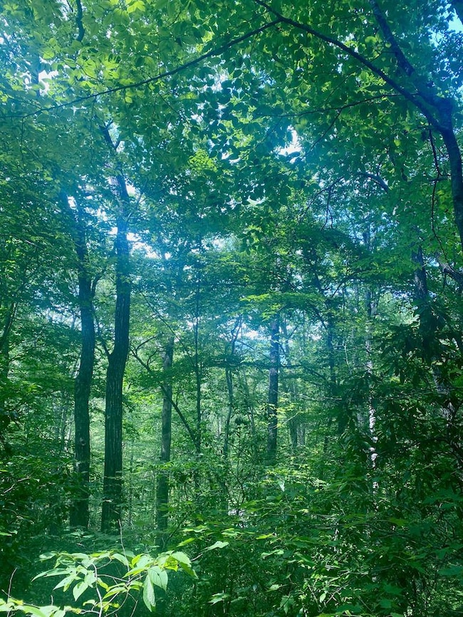 LOT22 Bryant Cove Rd, Blairsville, GA 30512 - photo 4