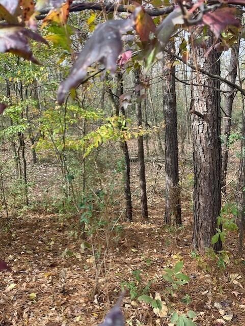 View of tree filled area