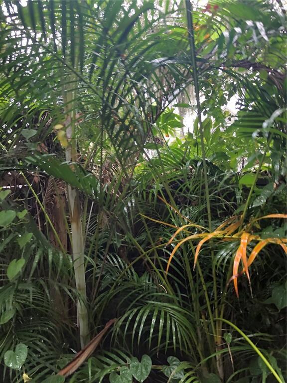 side yard