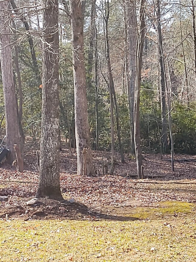 103 Santee Dr, Louisburg, NC 27549 - photo 4