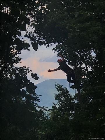 Arborist opening the East view