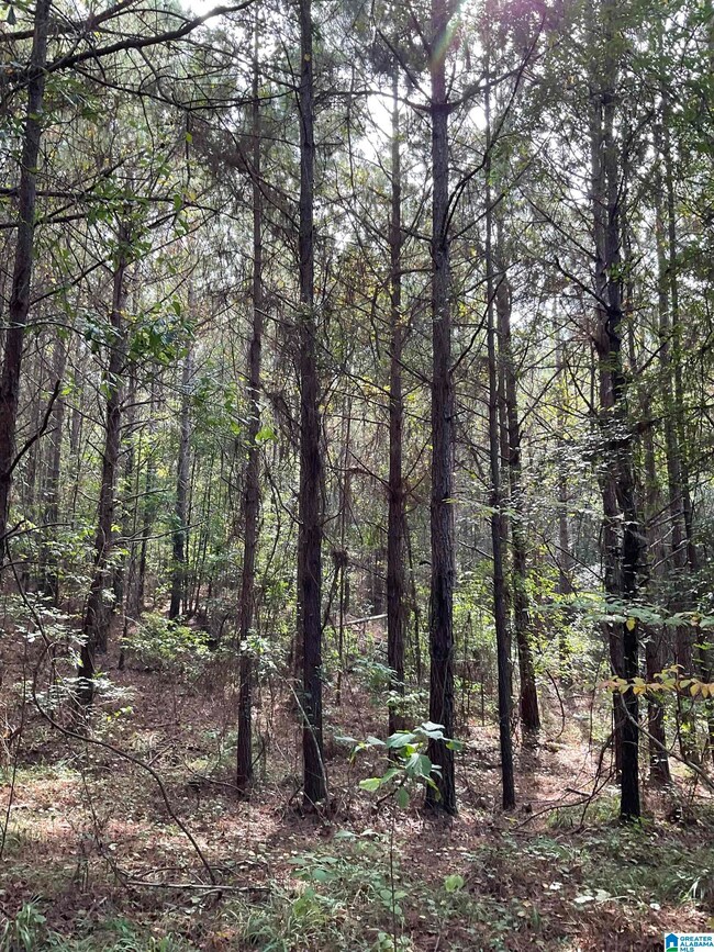 0 County Road 253 unit 10010200000008000, Clanton, AL 35046 - photo 7