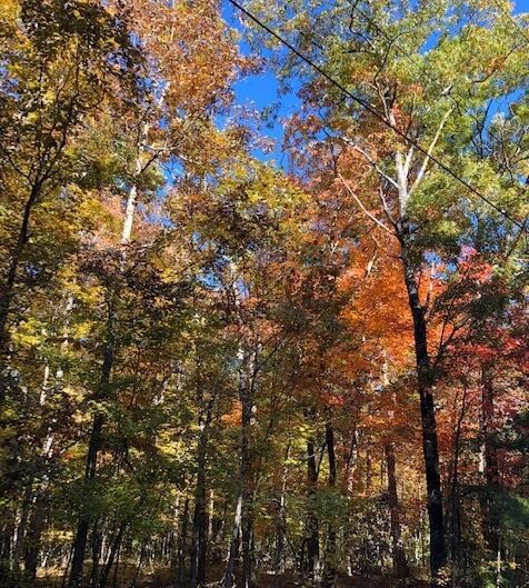 Autumn Winding Way