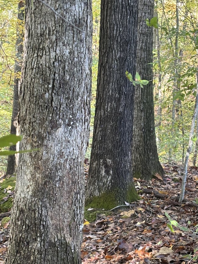 0 Collins Rd, Allons, TN 38541 - photo 4