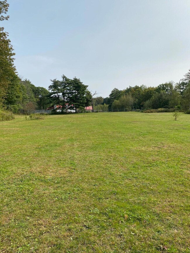 Foxes field in the Summer