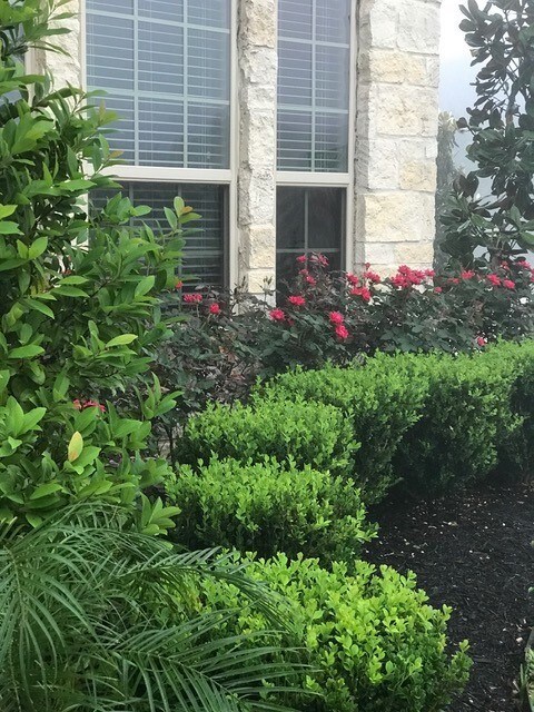 Boxwood, Cherry Laurel and roses in the Entry Garden are hardy and suffered no damage in recent freeze. 
