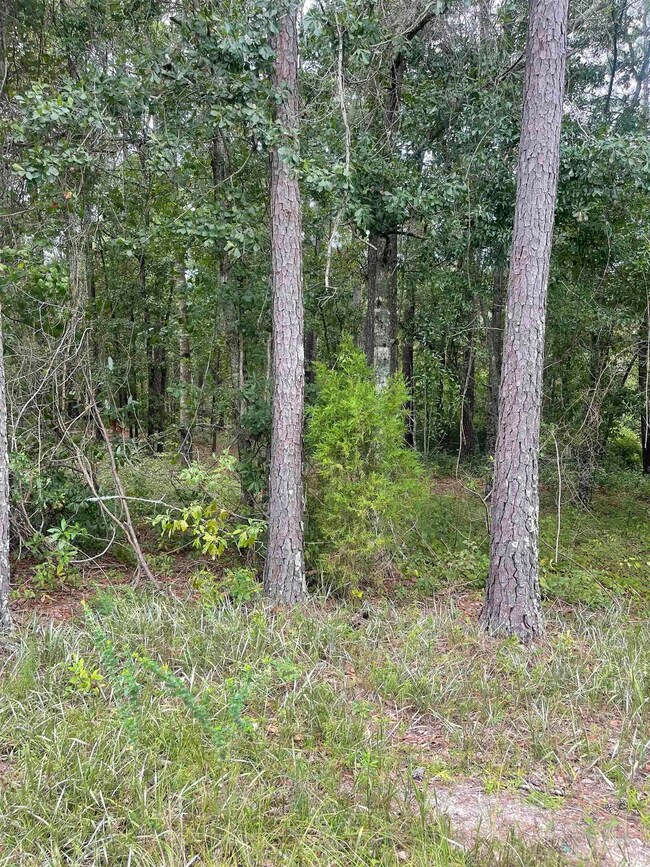 Tr 2 Hampton Rd, Conway, SC 29527 - photo 4