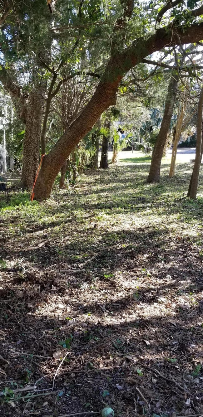 tree line facing east