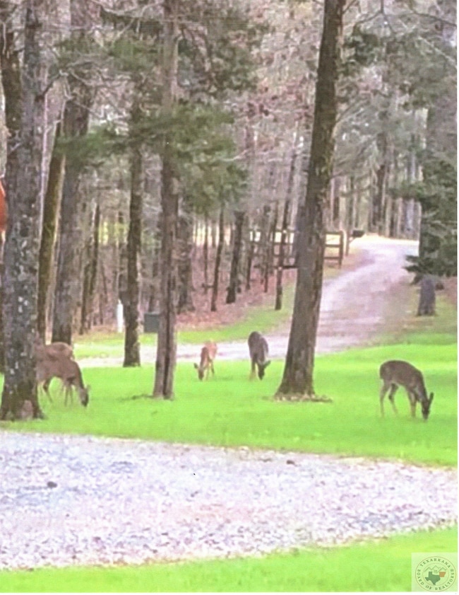 TBD Collier Rd, Lewisville, AR 71845 - photo 6