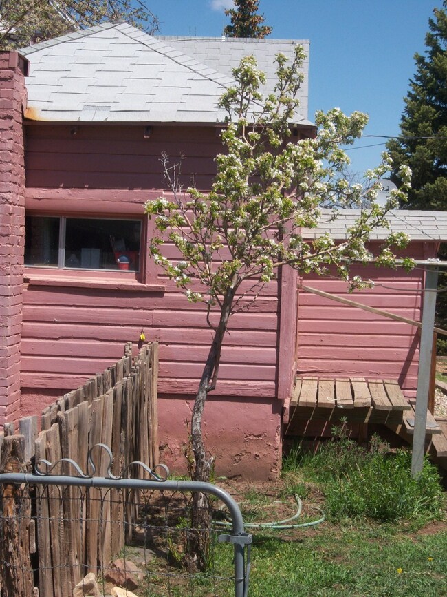 Pear tree