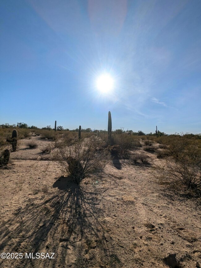 Vegetation